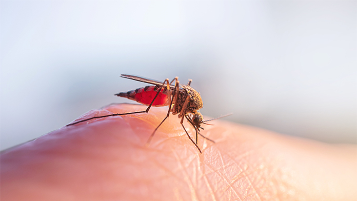 Una zanzara punge una persona