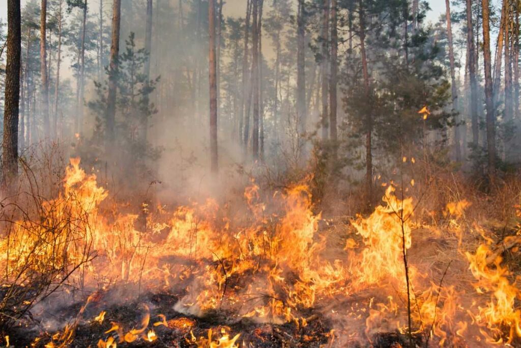 Piromani: chi sono e cosa cercano nelle fiamme