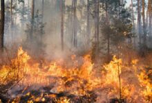 bosco avvolto dalle fiamme perché un piromane ha appiccato il fuoco
