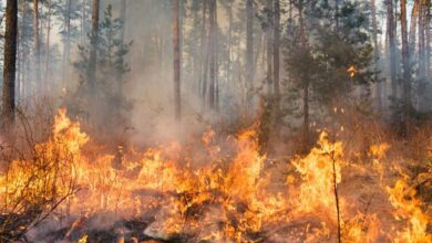 bosco avvolto dalle fiamme perché un piromane ha appiccato il fuoco