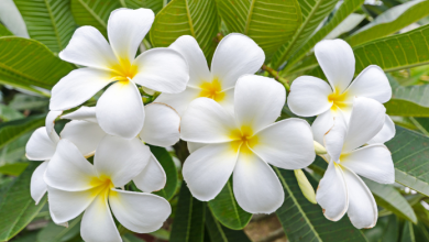fiore di monoi usato per fare olio di monoi tipico di tahiti