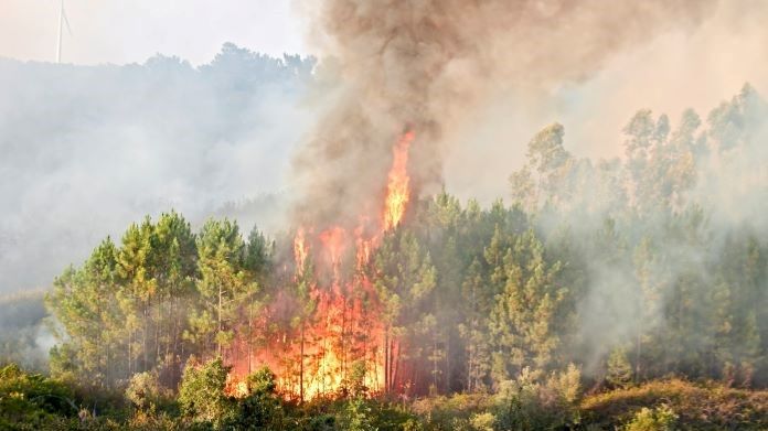 Un incendio boschivo