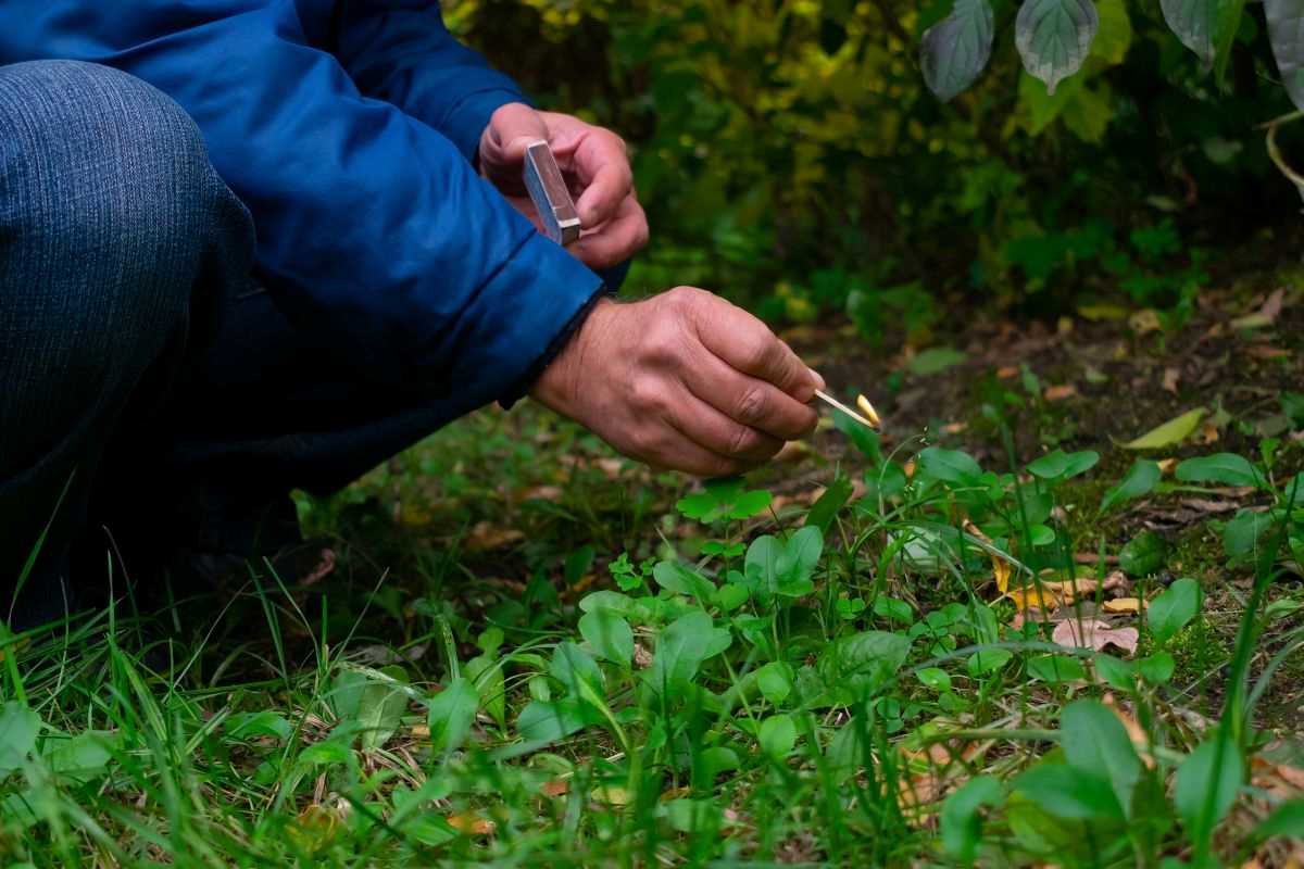 piromane che appicca il fuoco con un fiammifero in un bosco