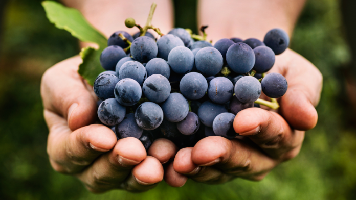 resveratrolo presente in acini d'uva