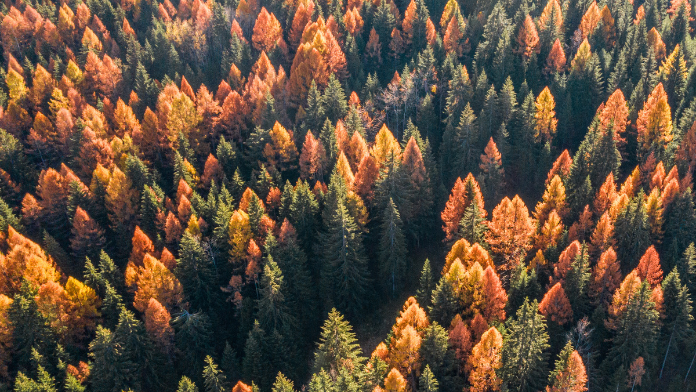 Val di Fiemme alberi