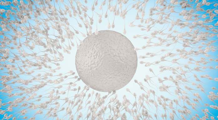 spermatozoi verso l'ovulo