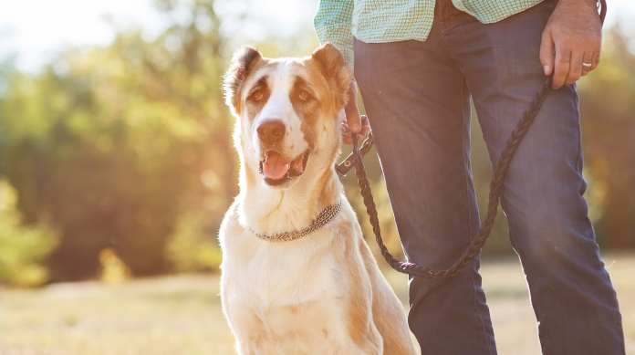 un proprietario in giro con il suo cane