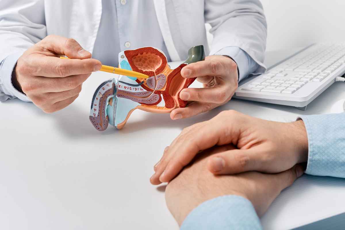 un medico spiega a cosa serve la prostata a un paziente utilizzando un modellino