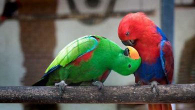 febbre dei pappagalli o psittacosi