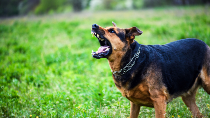 Dogs: Are there naturally aggressive breeds?