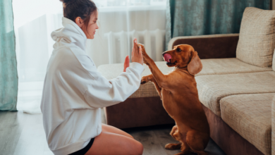 gioca con cane 3 minuti