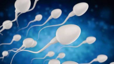 spermatozoi