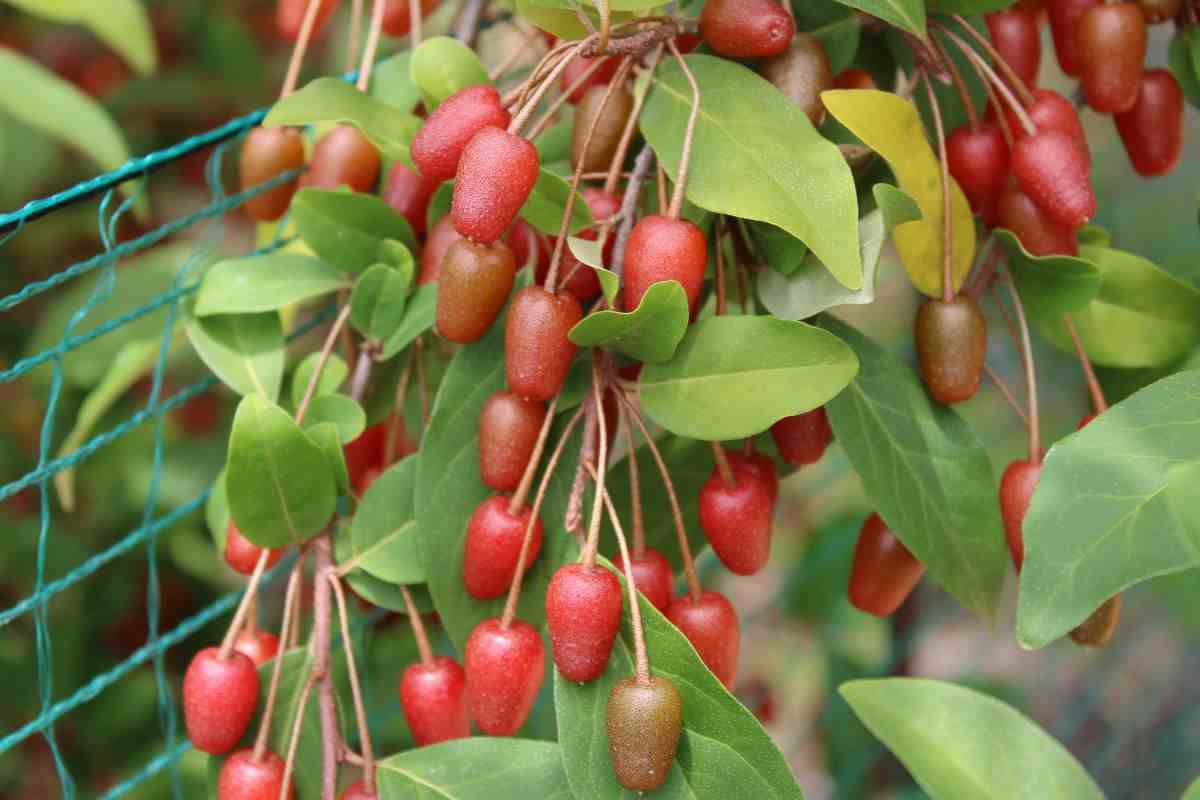 pianta di giuggiole