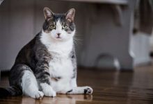 gatti con aviaria gli esperti tranquillizzano