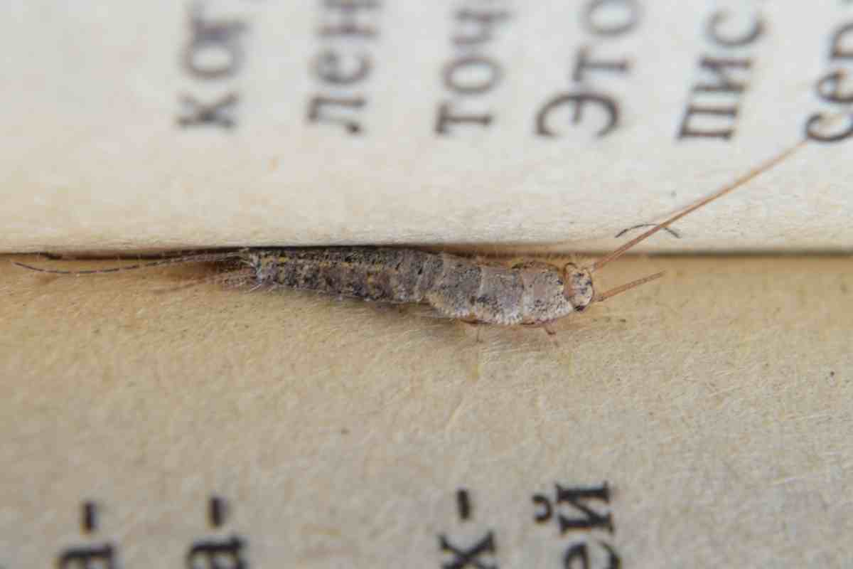 un pesciolino d'argento si nasconde all'interno delle pagine di un libro