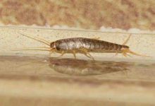un pesciolino d'argento sul pavimento di una casa