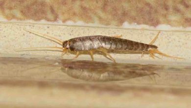 un pesciolino d'argento sul pavimento di una casa