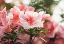 azalea airc