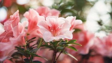 azalea airc