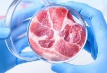 un campione di carne coltivata