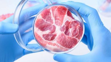 un campione di carne coltivata