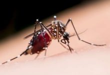 massima vigilanza sui sintomi di Dengue e chikungunya