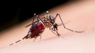massima vigilanza sui sintomi di Dengue e chikungunya