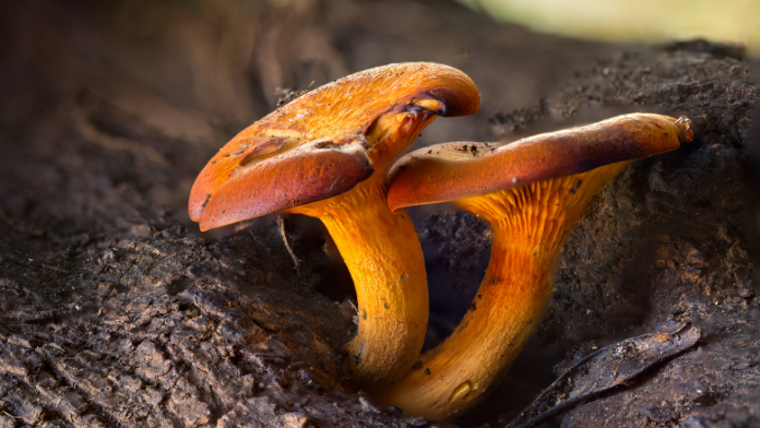 Caratteristiche del fungo dell'olivo