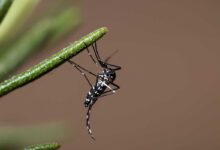 zanzara tigre che può trasmettere la chikungunya