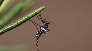zanzara tigre che può trasmettere la chikungunya