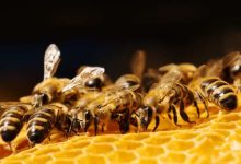 perché le api sono importanti
