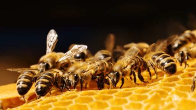 perché le api sono importanti