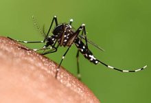 sintomi di chikungunya