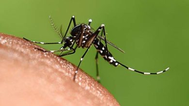 sintomi di chikungunya