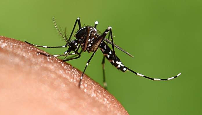 sintomi di chikungunya