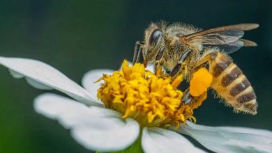 ape che si posa su un fiore