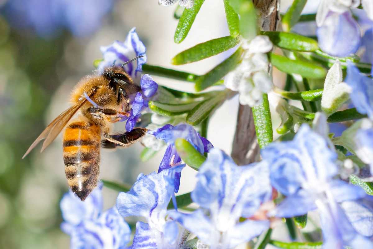 ape mellifera che impollina un fiore di rosmarino