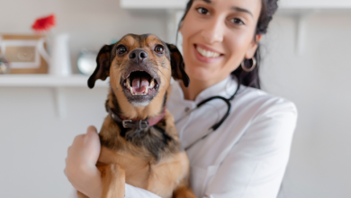 Cannabis per animali