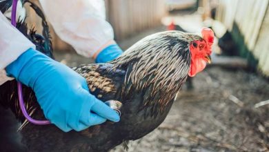 caso di influenza aviaria