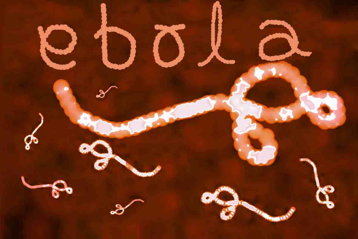 agente patogeno di ebola al microscopio