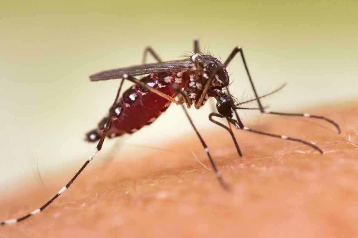 una zanzara succhia il sangue