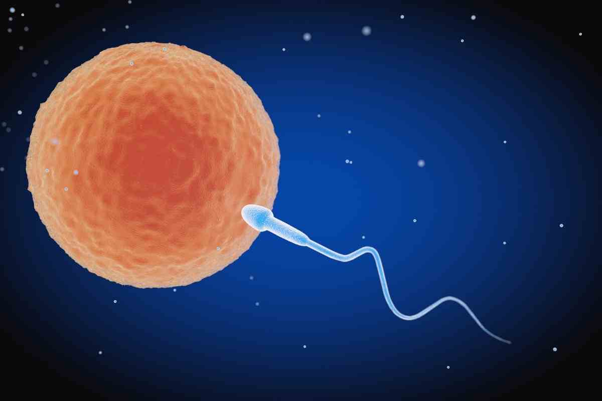 disegno che raffigura il momento del contatto tra uno spermatozoo e un ovulo