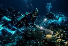 due sub durante una delle immersioni notturne mentre nuotano accerchiati da bioluminescenza marina