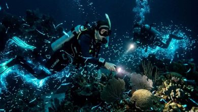 due sub durante una delle immersioni notturne mentre nuotano accerchiati da bioluminescenza marina