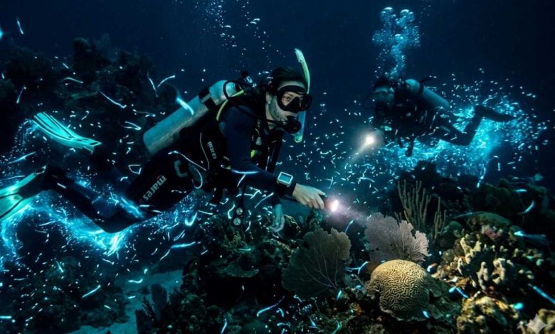 due sub durante una delle immersioni notturne mentre nuotano accerchiati da bioluminescenza marina