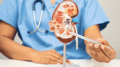 un medico indica un plastico a forma di rene