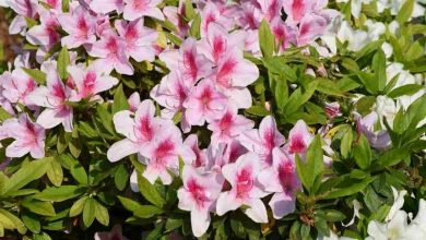 una pianta di azalea