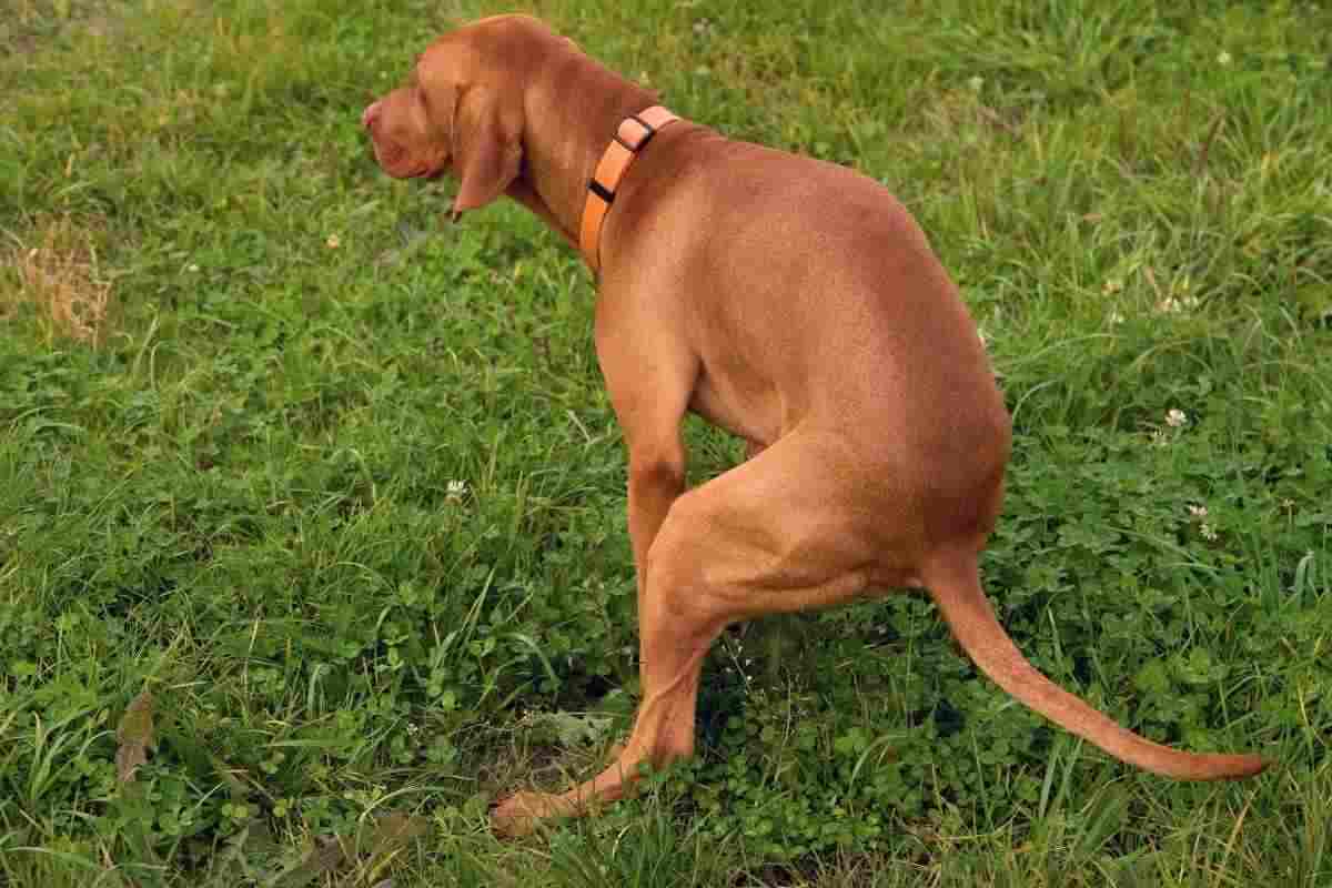 un cane fa scooting in un prato