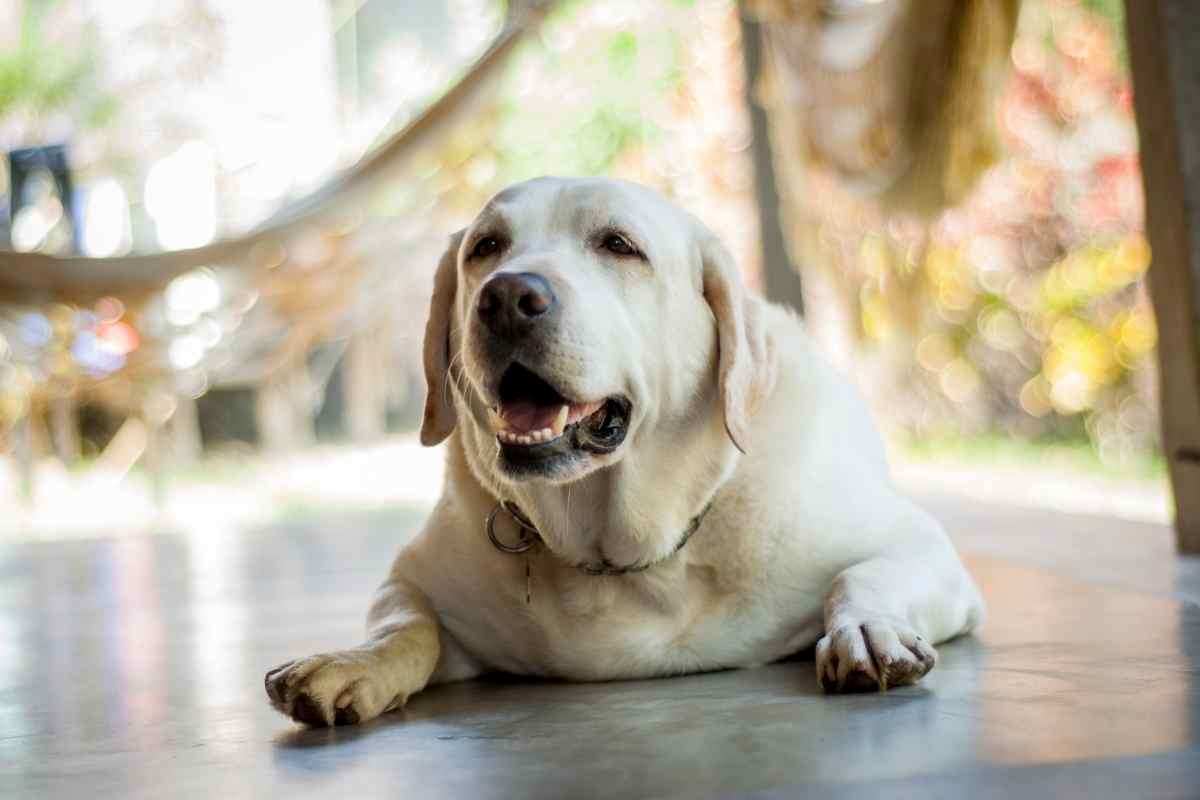 un cane sovrappeso sdraiato sul pavimento