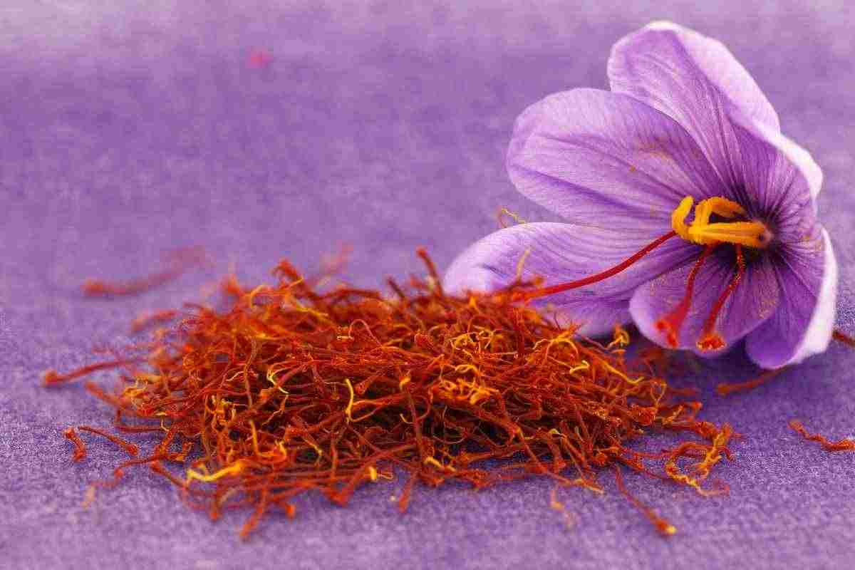 il fiore dello zafferano con gli stimmi